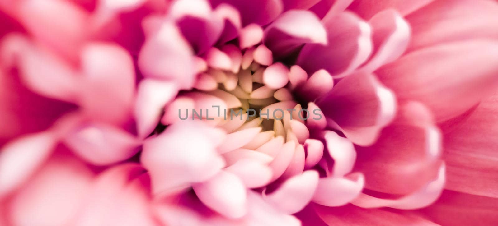 Flora, branding and love concept - Coral daisy flower petals in bloom, abstract floral blossom art background, flowers in spring nature for perfume scent, wedding, luxury beauty brand holiday design