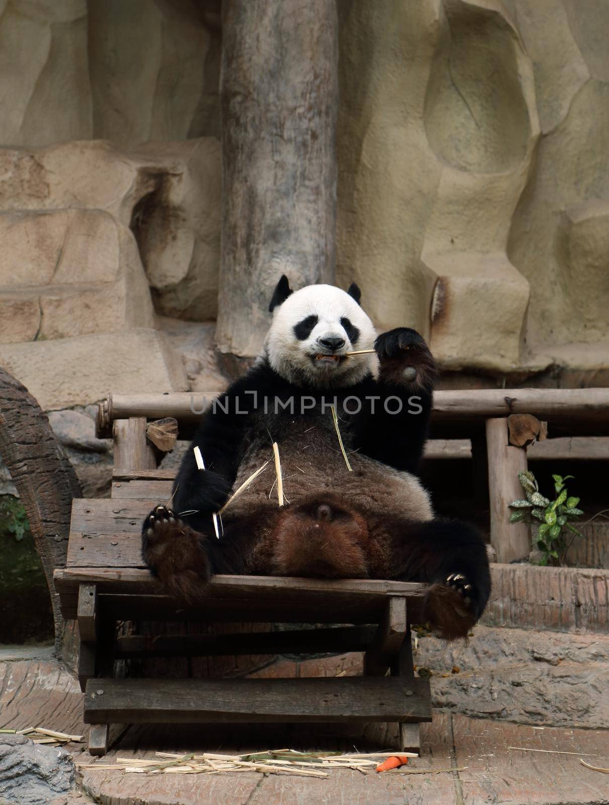 panda bear eating bamboo in the zoo