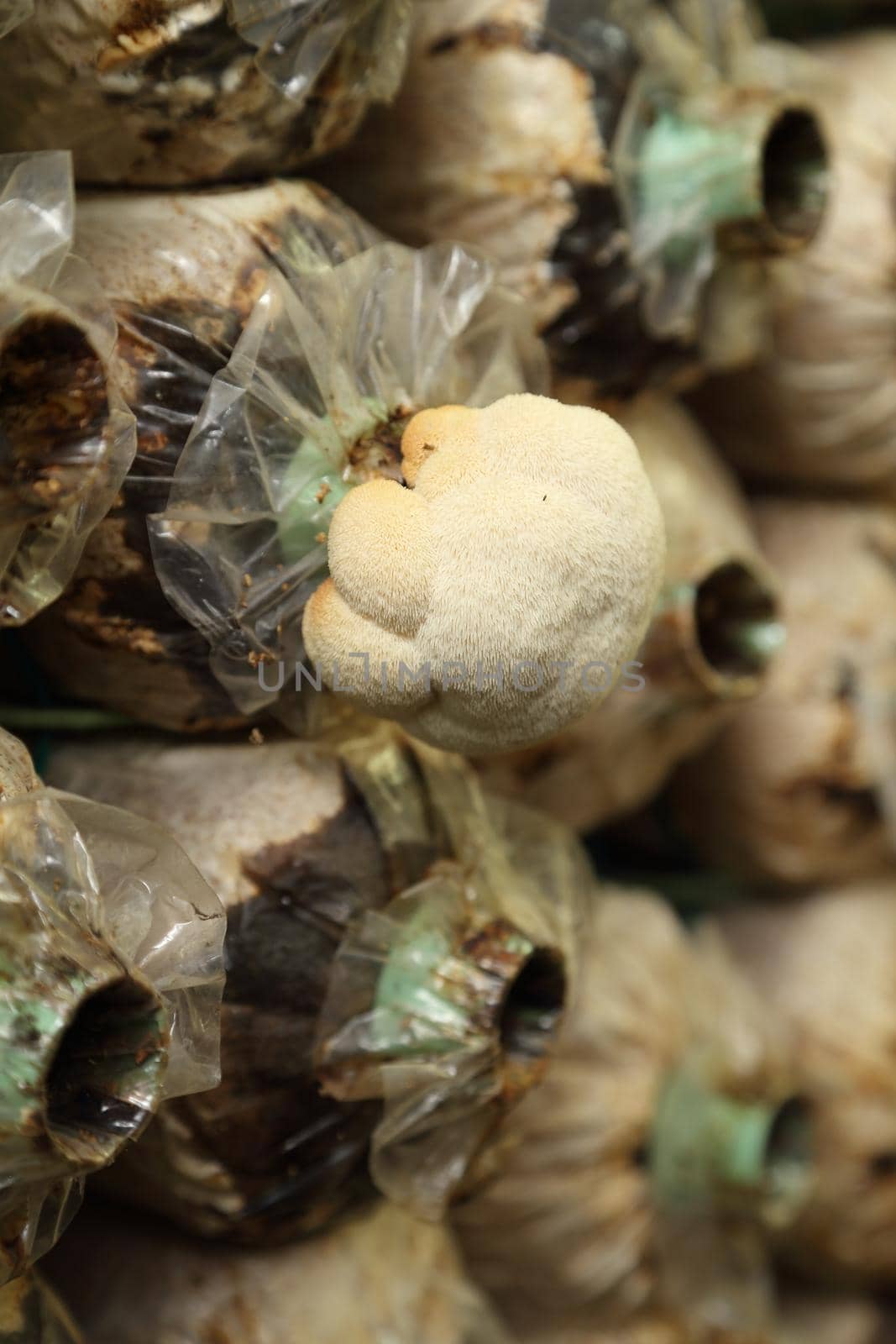 Monkey head mushroom (Yamabushitake mushroom) growing in a farm by geargodz