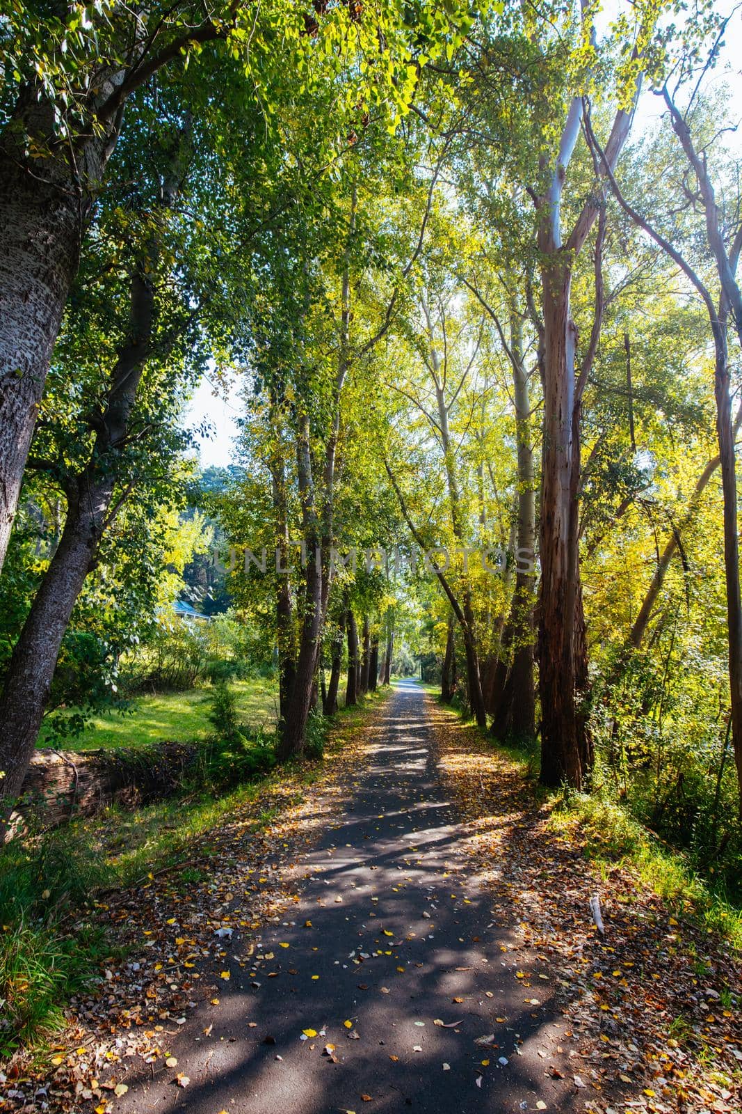 Lilydale to Warburton Rail Trail in Australia by FiledIMAGE