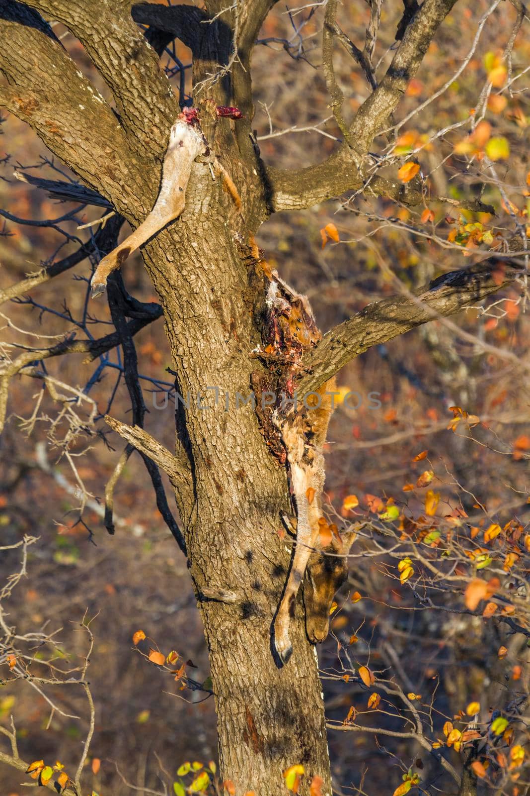 Impala kill by leopard in a tree in Kruger National park, South Africa ; Specie Aepyceros melampus 