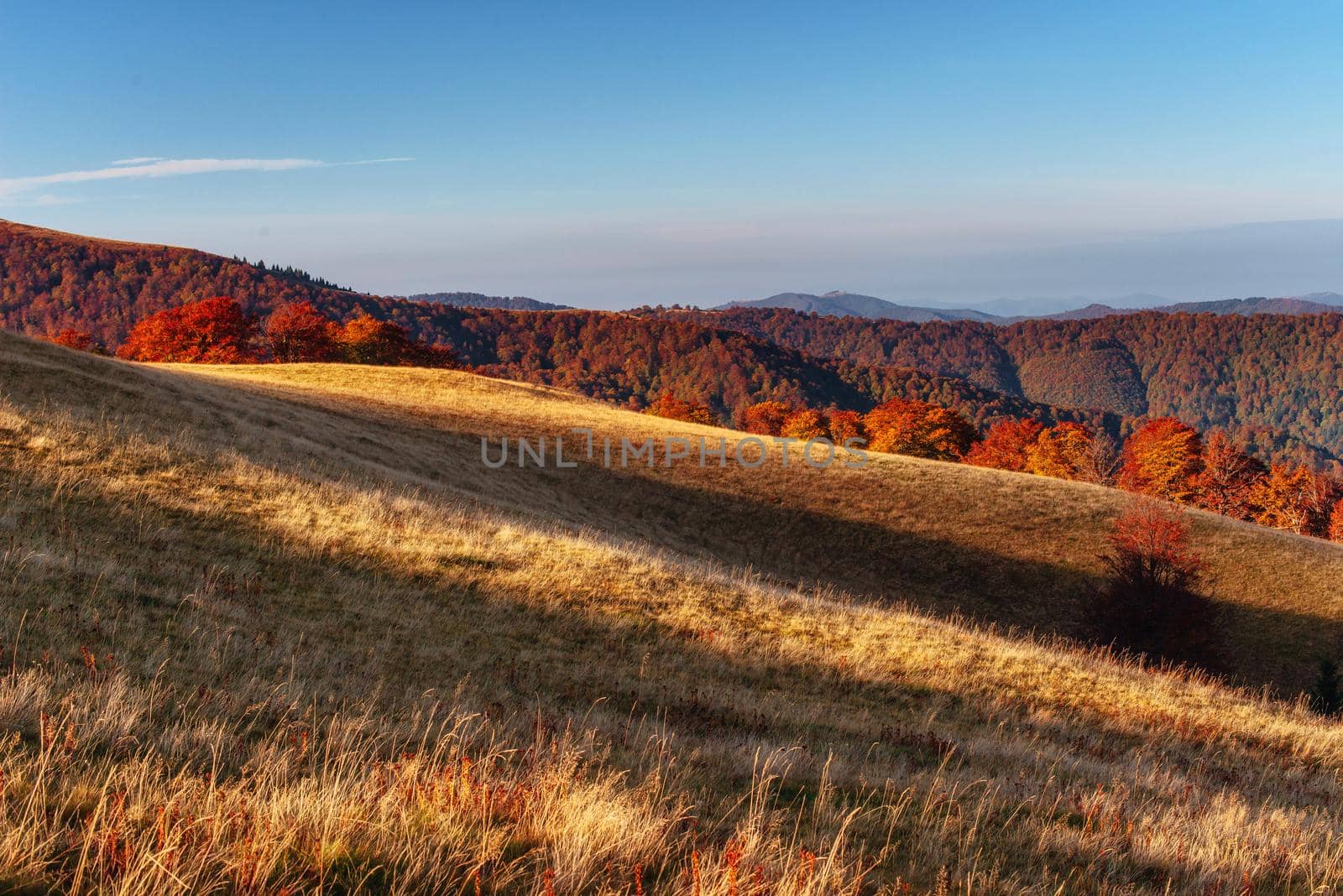 birch forest in sunny afternoon while autumn season.