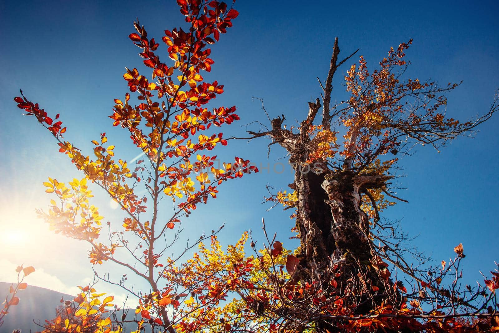 birch forest in sunny afternoon while autumn season.