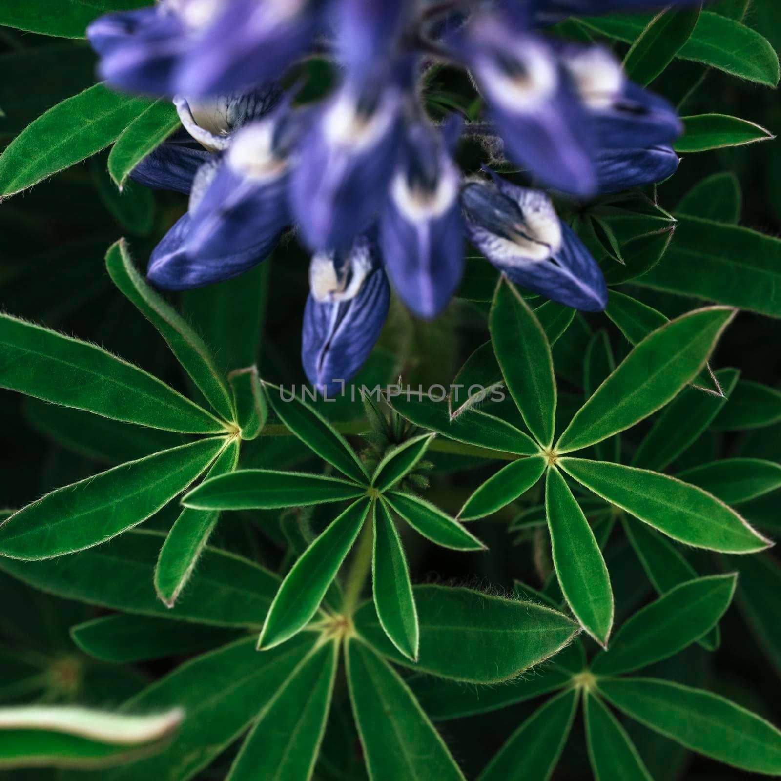 Wild blue lupine blooming in in summer.