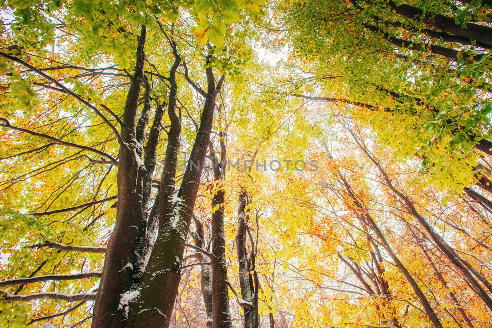 October mountain beech forest with first winter snow. Sunlight breaks through the autumn leaves of the trees in the early days of winter