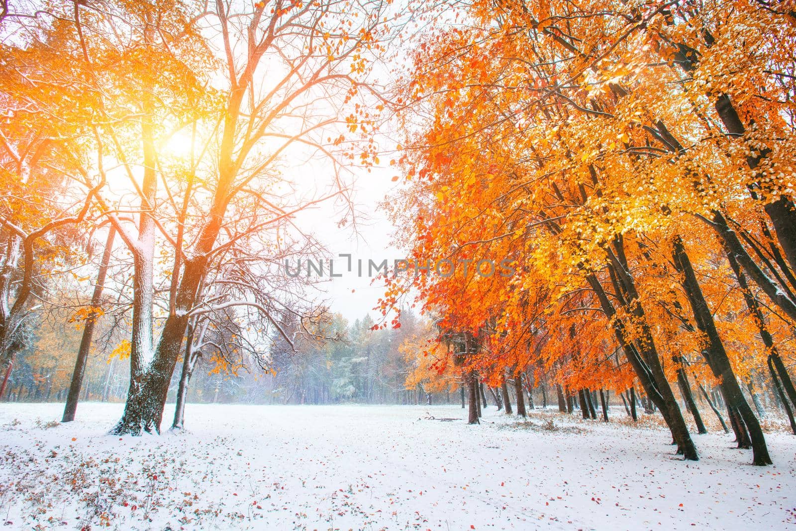 October mountain beech forest with first winter snow. Sunlight breaks through the autumn leaves of the trees in the early days of winter
