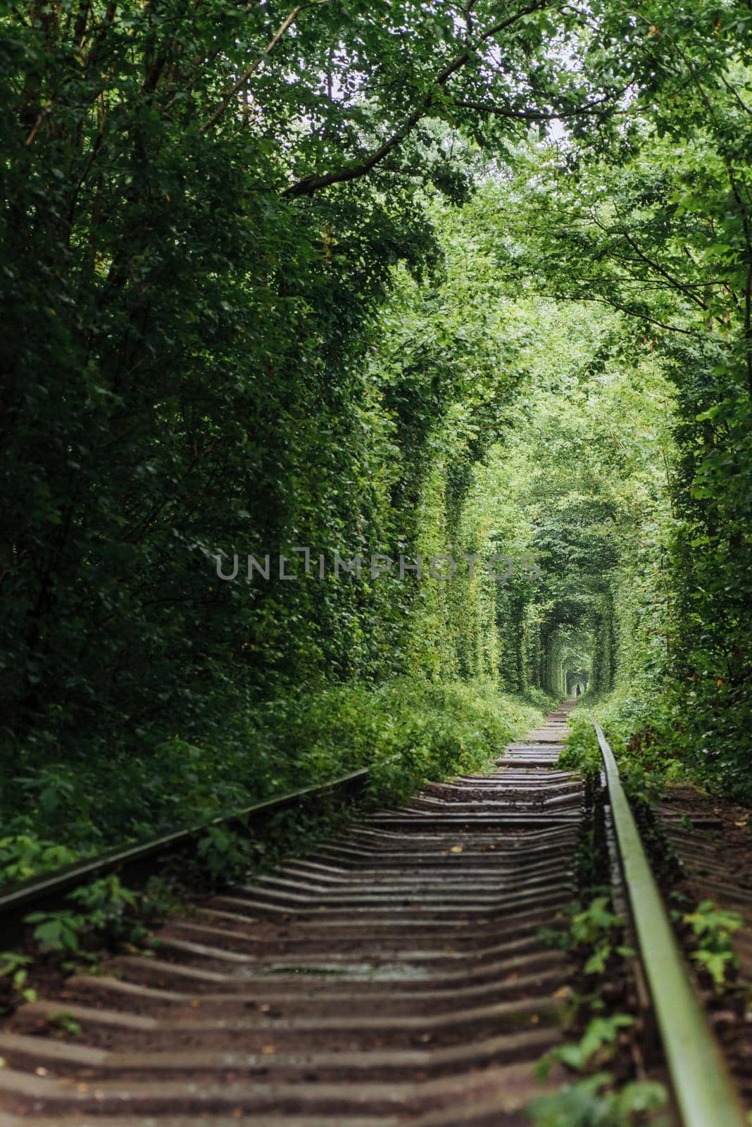 natural tunnel of love emerging from the trees along the railway in Ukraine