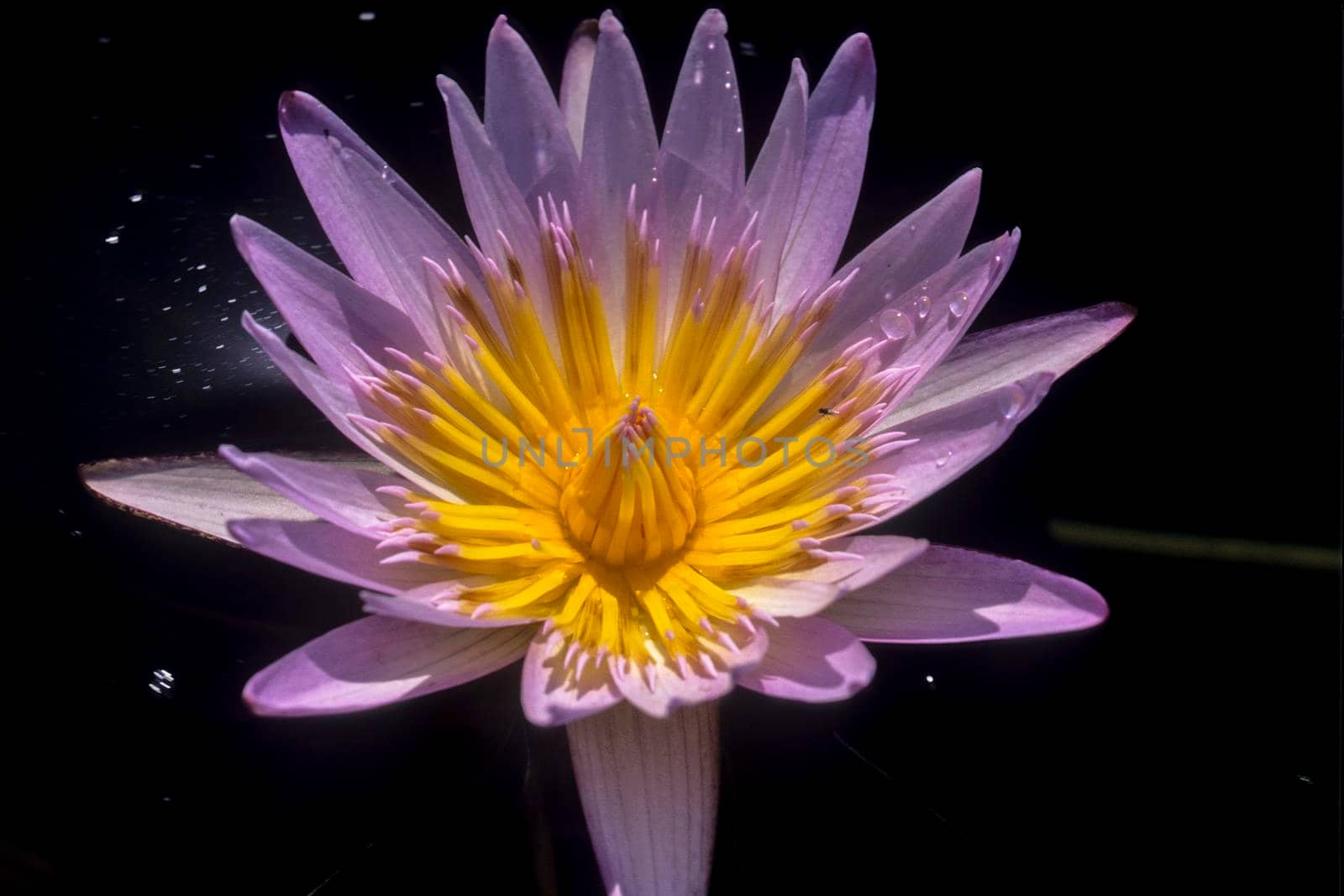 Waterlilly (Nymphea nouchali), Okavango Delta, Botswana, Africa