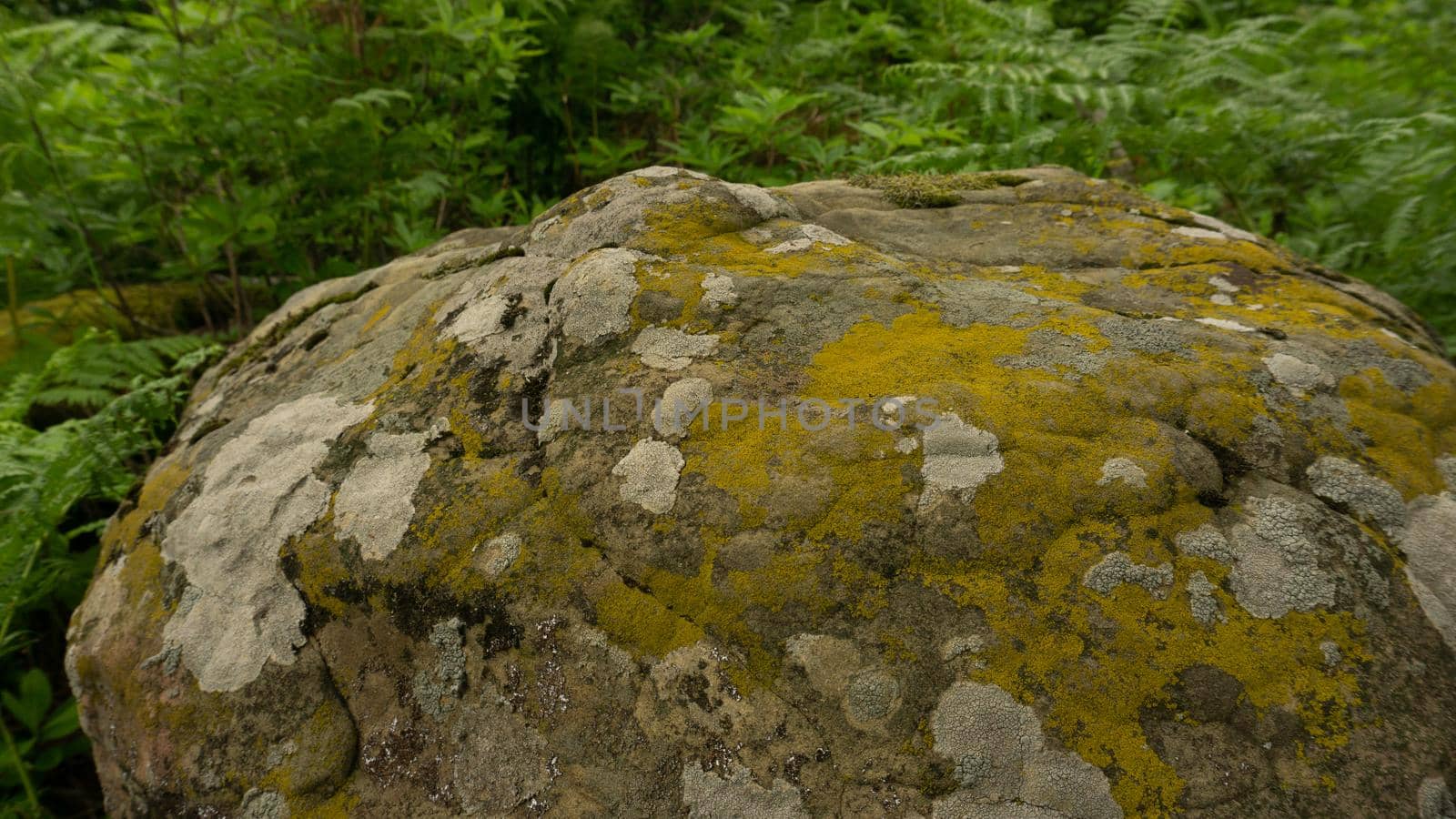 Moss-covered cobblestone in the green forest. Sochi, Lazarevskoe, Berendeevo Tsarstvo, Russia