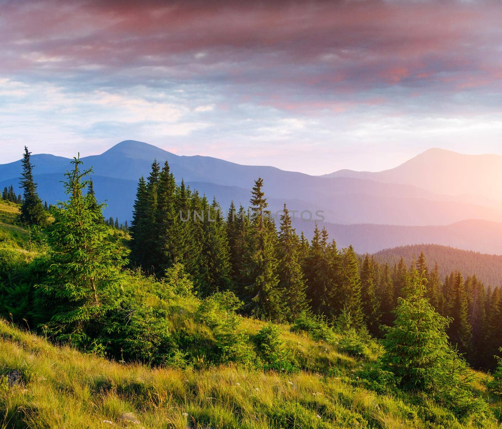 Pine tree forest. Beauty world Carpathians Ukraine Europe