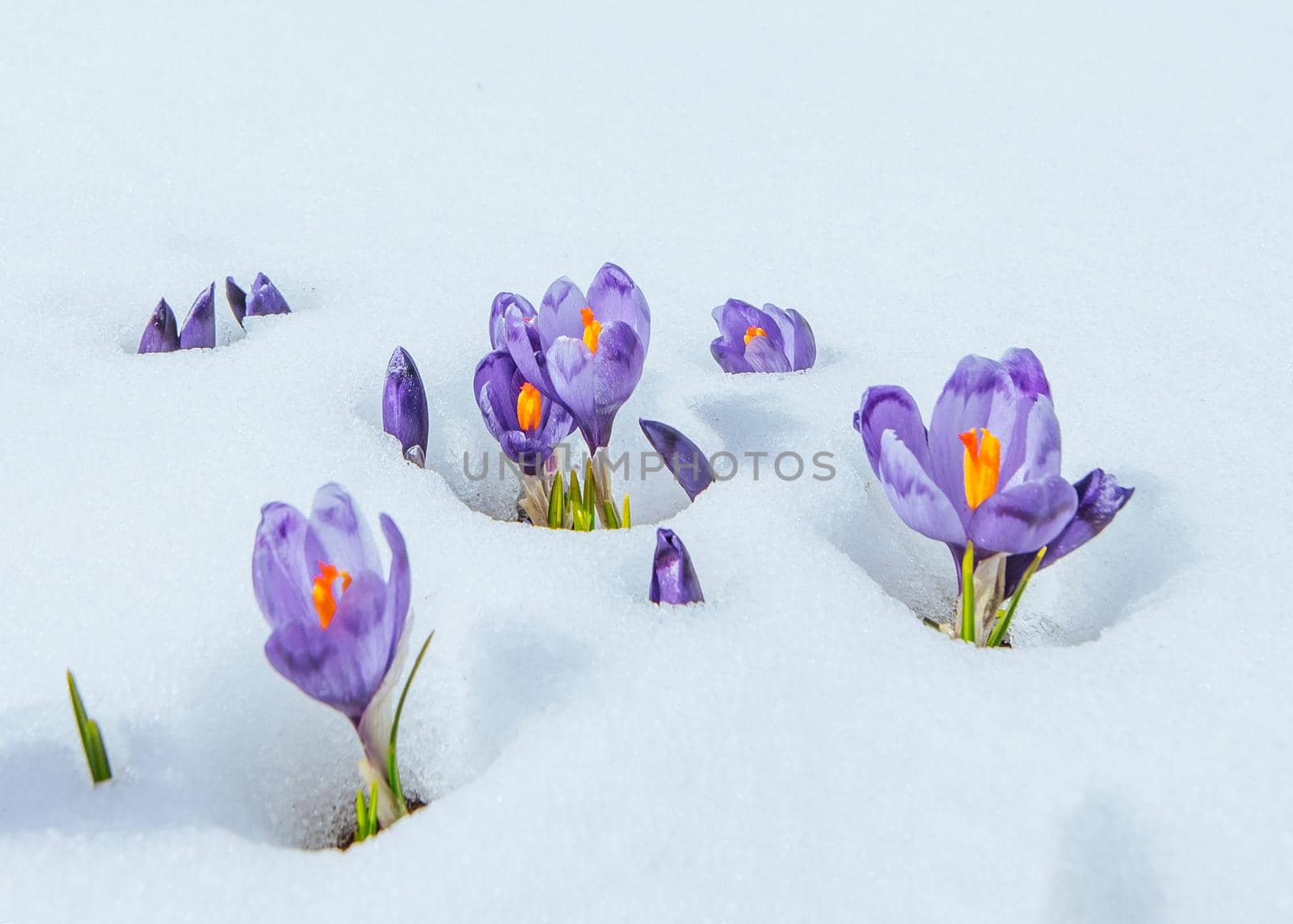 crocuses in snow. Beauty world. Carpathians Ukraine Europe