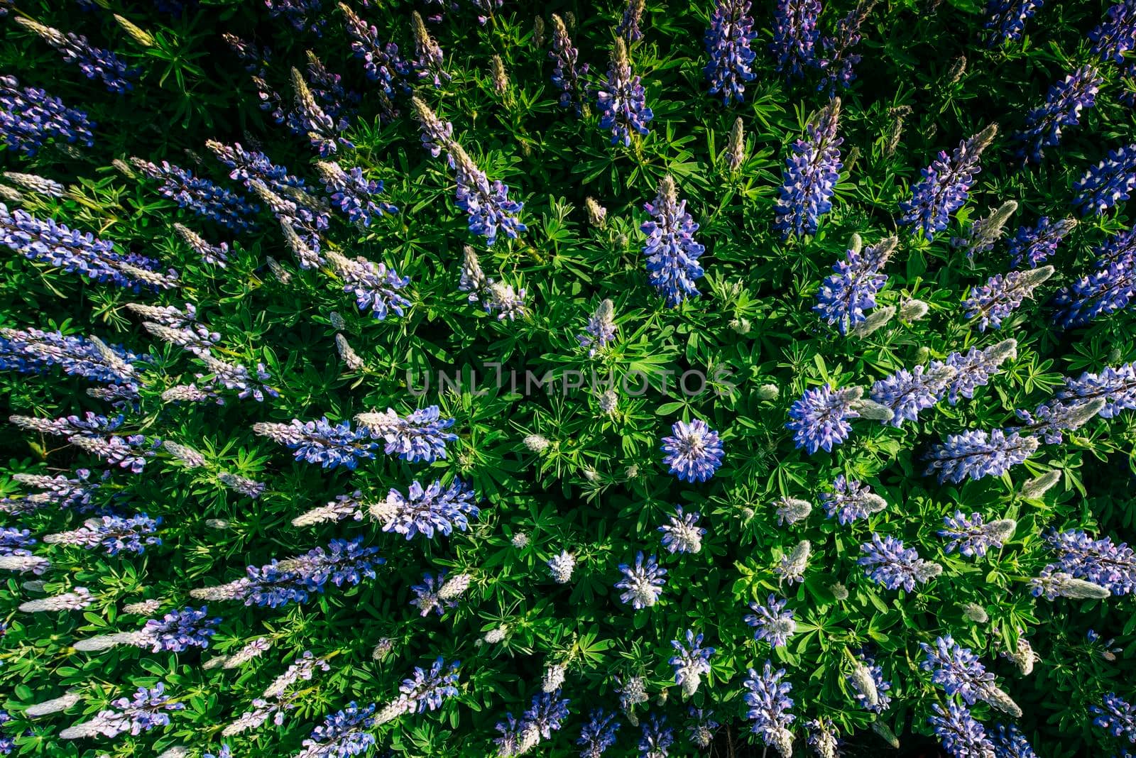 Wild blue lupinus blooming in high grass at summer.