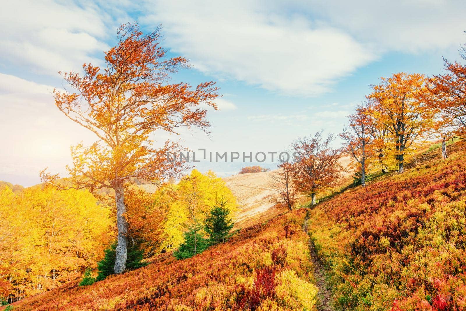 birch forest in sunny afternoon while autumn season.