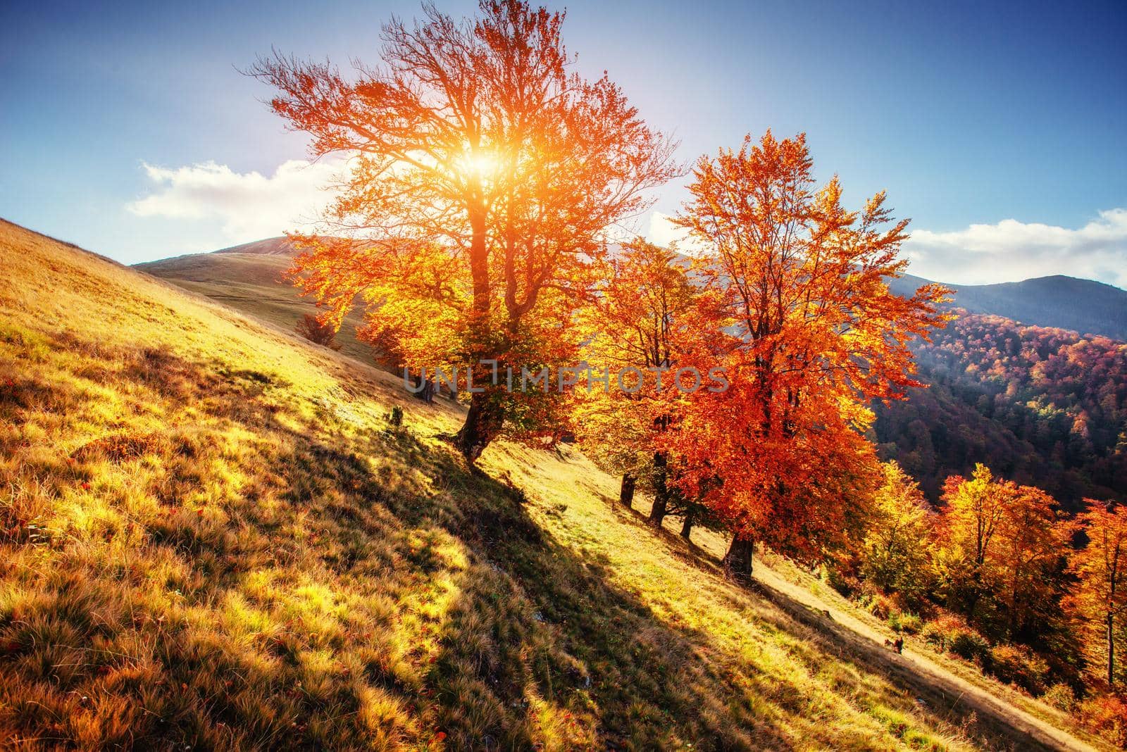 birch forest in sunny afternoon while autumn season.
