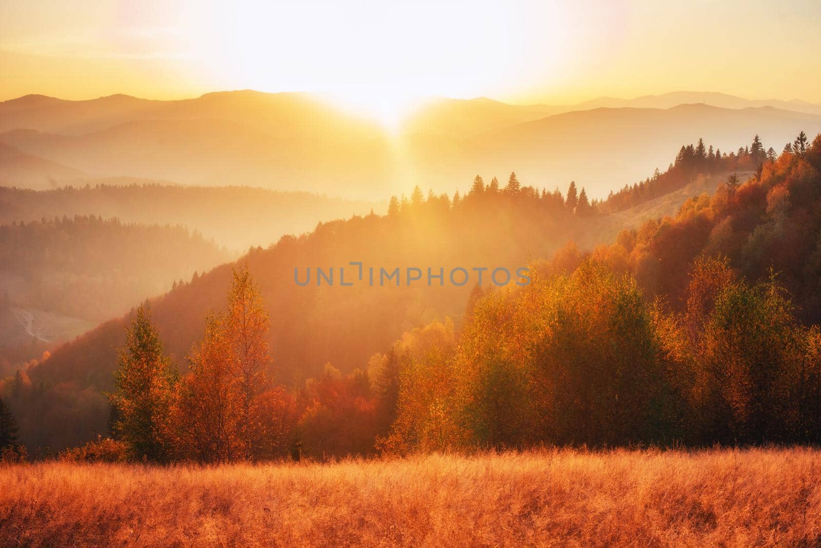 birch forest in sunny afternoon while autumn season. Autumn Landscape. Ukraine. Europe