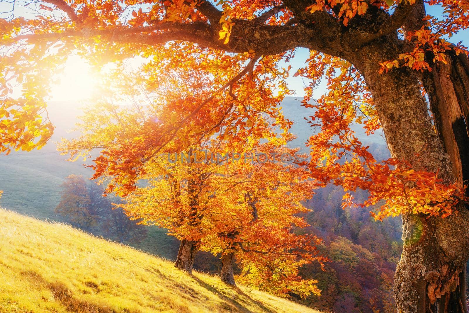 birch forest in sunny afternoon while autumn season. Autumn Landscape. Ukraine. Europe