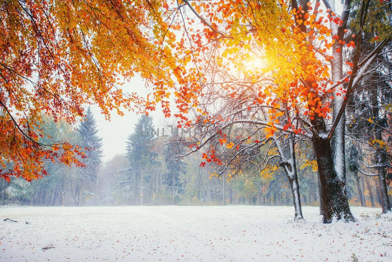 October mountain beech forest with first winter snow. Sunlight breaks through the autumn leaves of the trees in the early days of winter