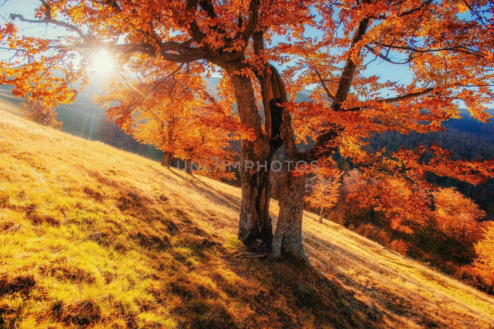 birch forest in sunny afternoon while autumn season. Autumn Landscape. Ukraine. Europe