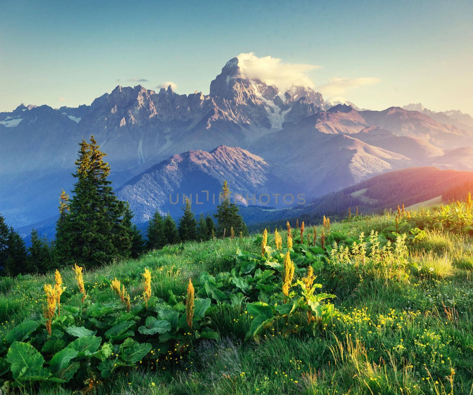 wildflowers in the mountains at sunset. Carpathians. Ukraine, Europe