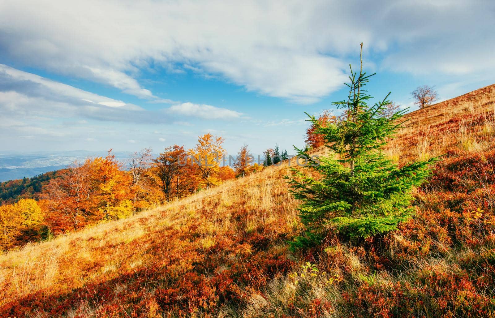 Huge stone in the forest area. Fantastic sunny day in autumn forest. Autumn Landscape. Ukraine, Europe