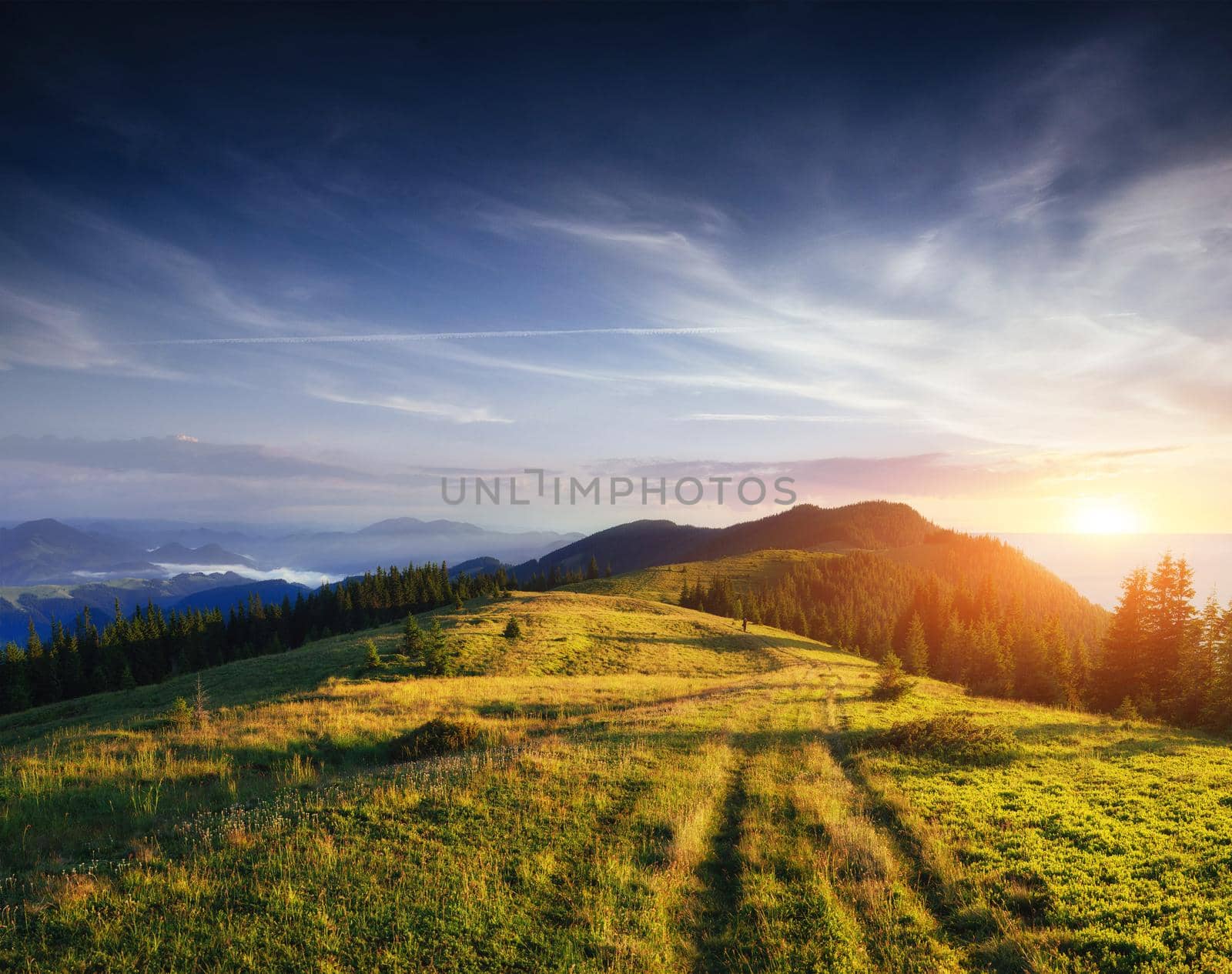 Pine tree forest. Beauty world. Carpathian Ukraine Europe