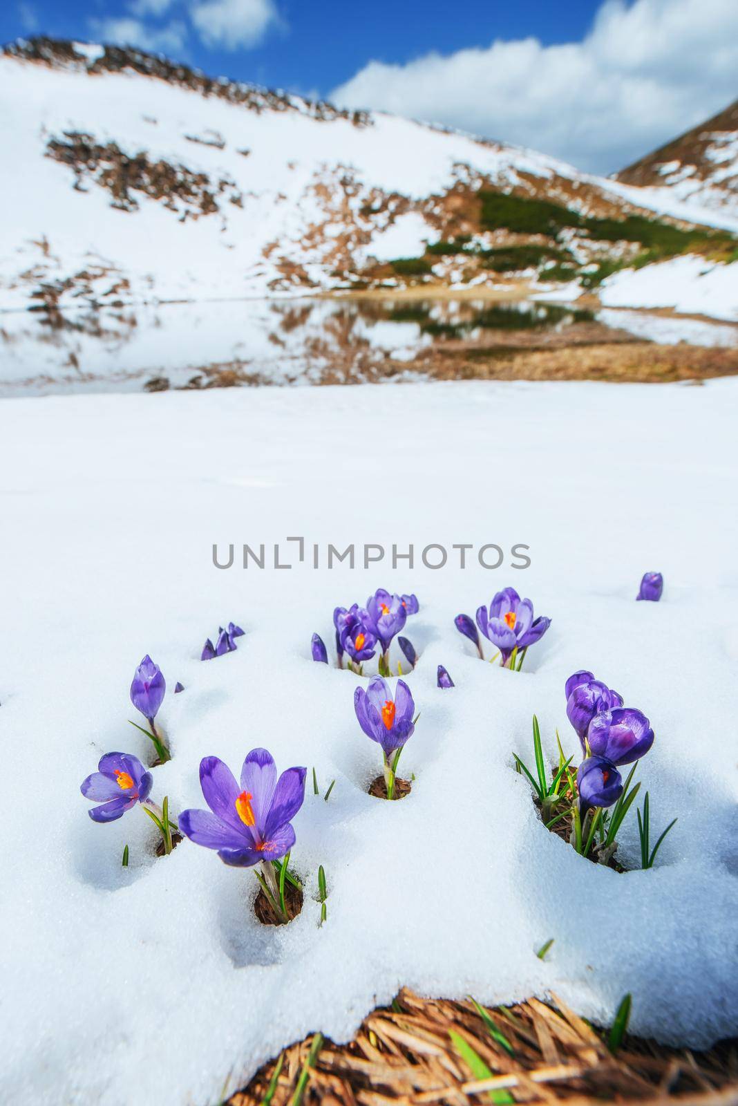 Spring crocuses in melting snow. Carpathians Ukraine Europe