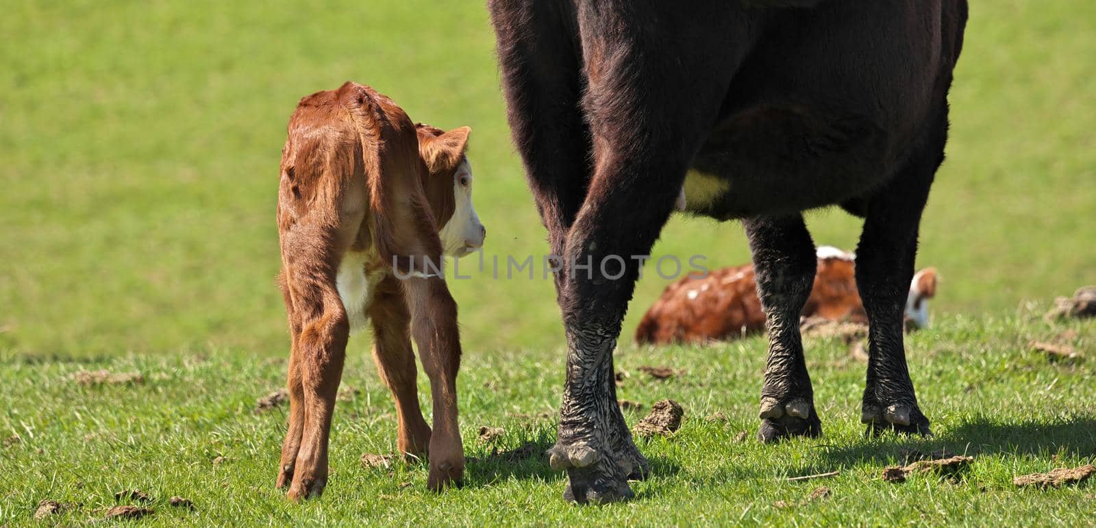 Young adorable beef cattle calf with its mother turned shyly away from camera by markvandam
