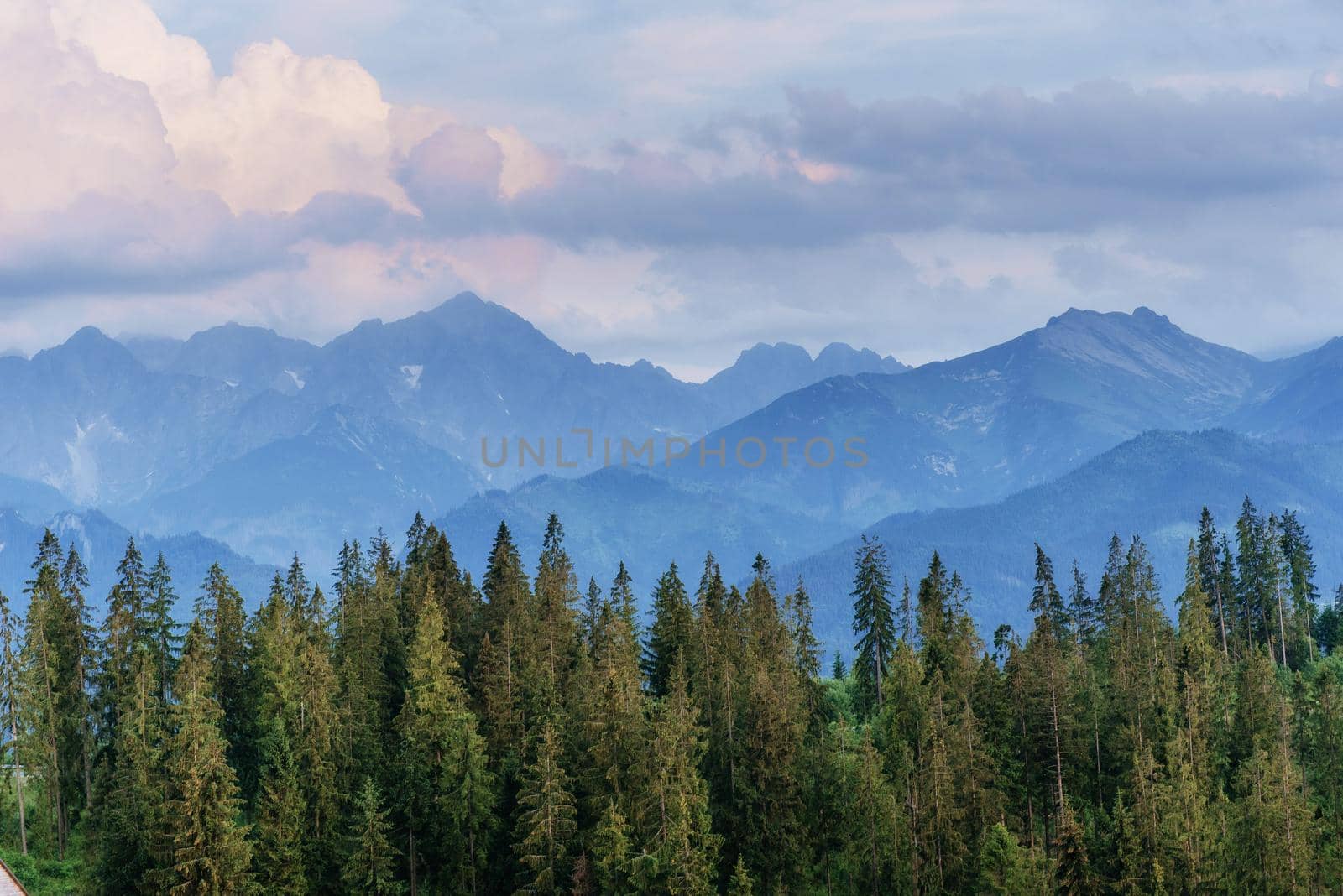 Fantastic Pine tree forest. Carpathian Ukraine Europe