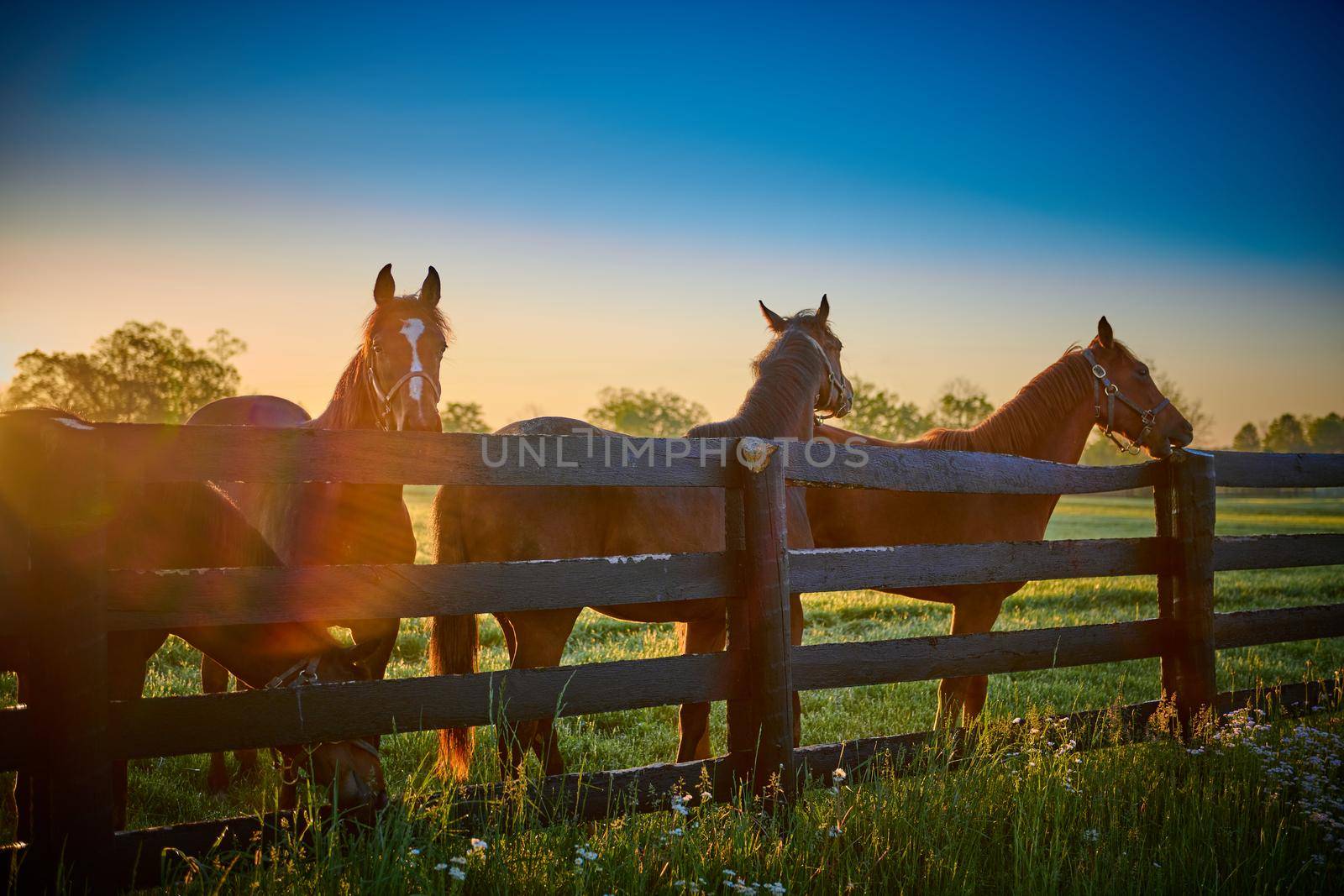 Group of horses standing along wooden fence with sun flare. by patrickstock