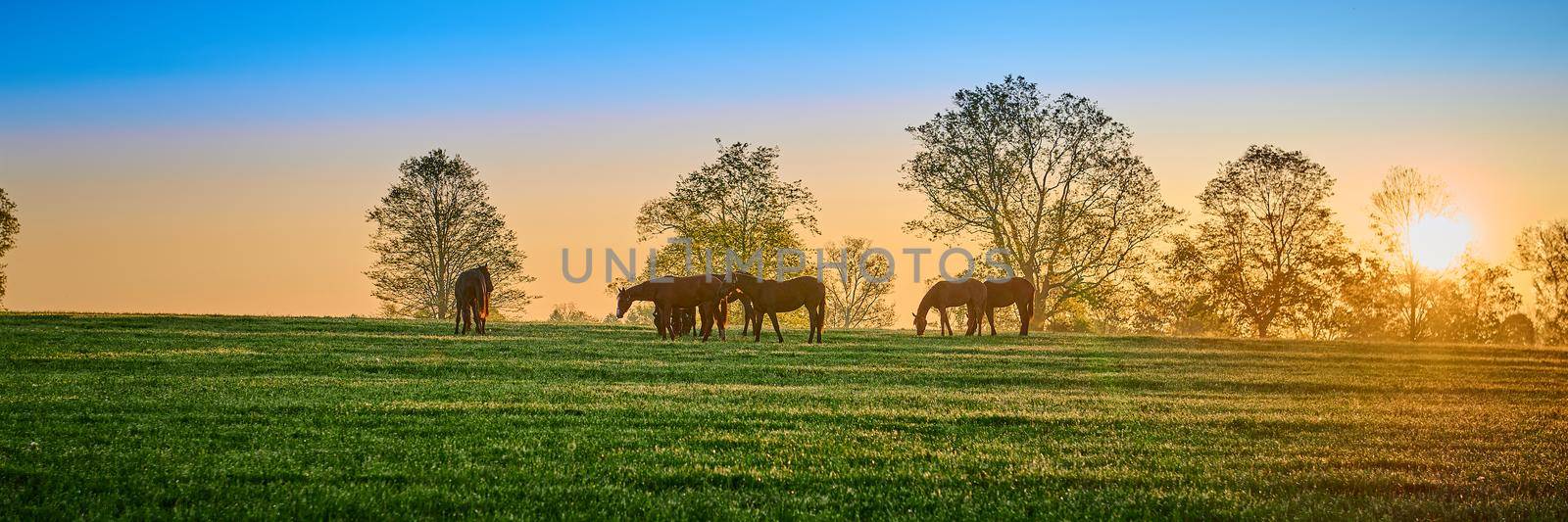 Thoroughbred horses grazing in a field at sunrise. by patrickstock