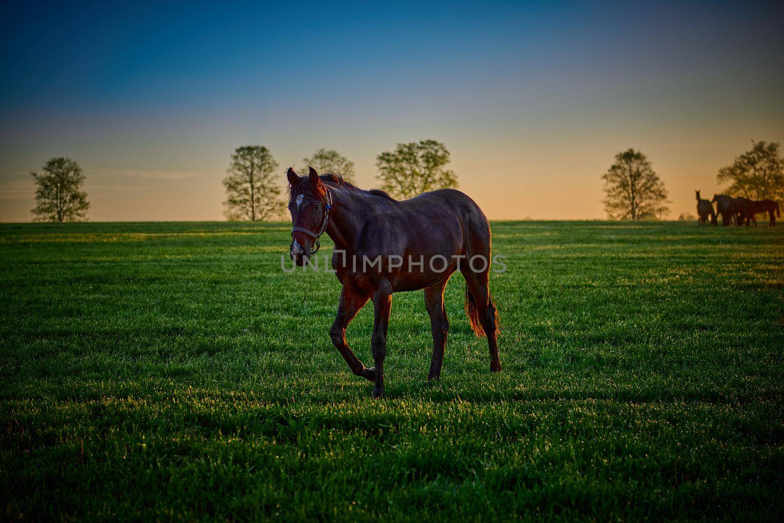 Single horse walking in a field early in the morning. by patrickstock
