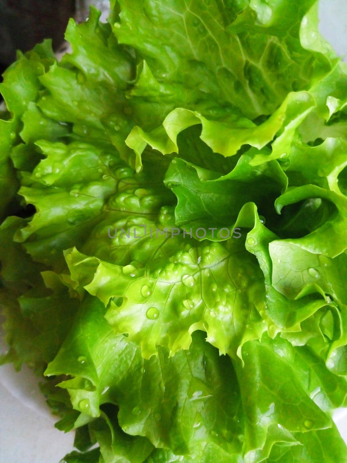 Green lettuce salad leaves and water drops close up image by lapushka62