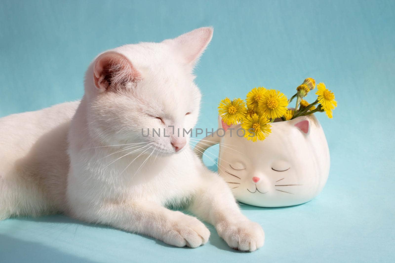 A dozing white cat with mother-and-stepmother flowers in a white cat-shaped cup on a blue background. Good cozy morning