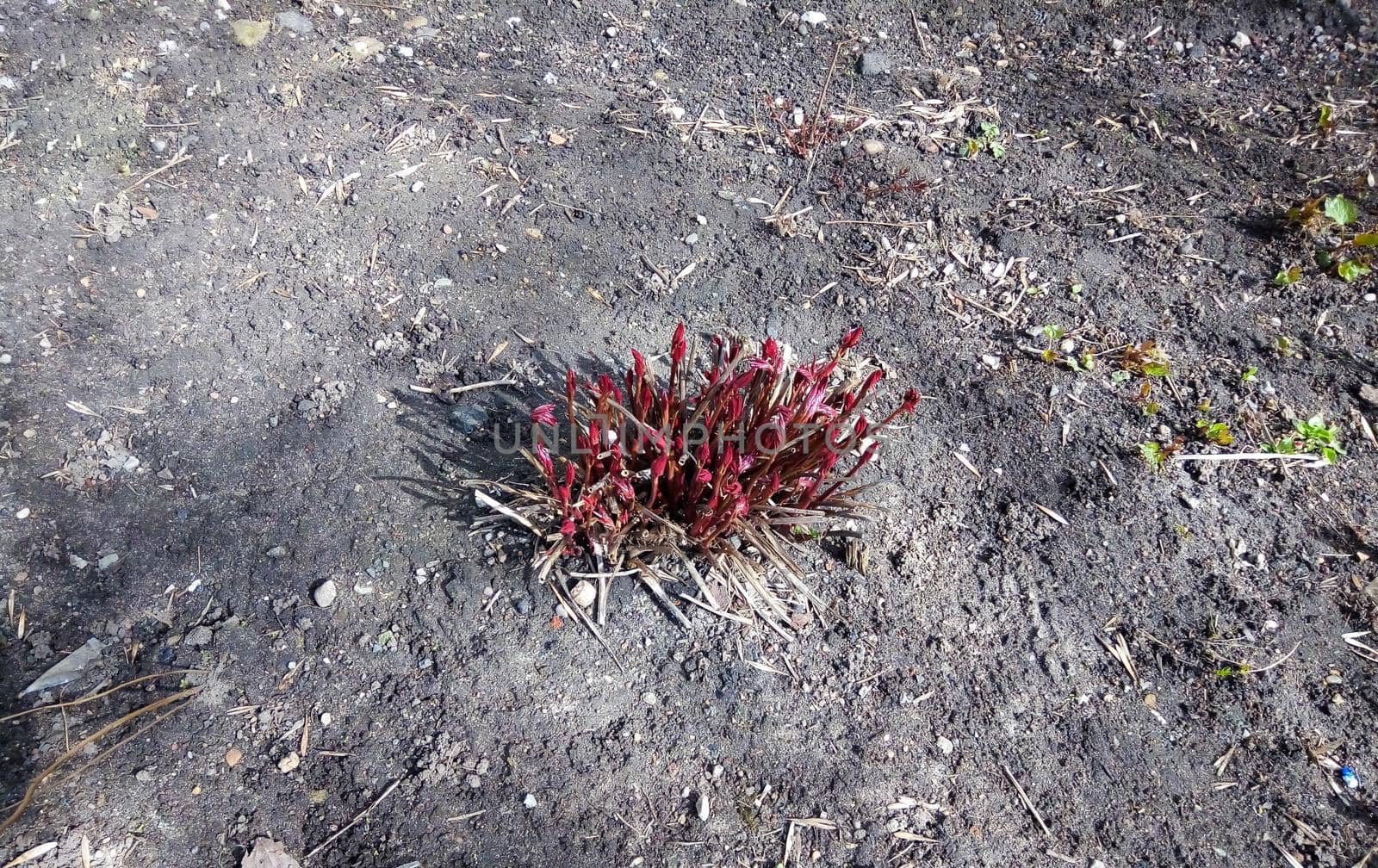 Peony sprouts emerged from the ground in the spring, red stems and leaves.