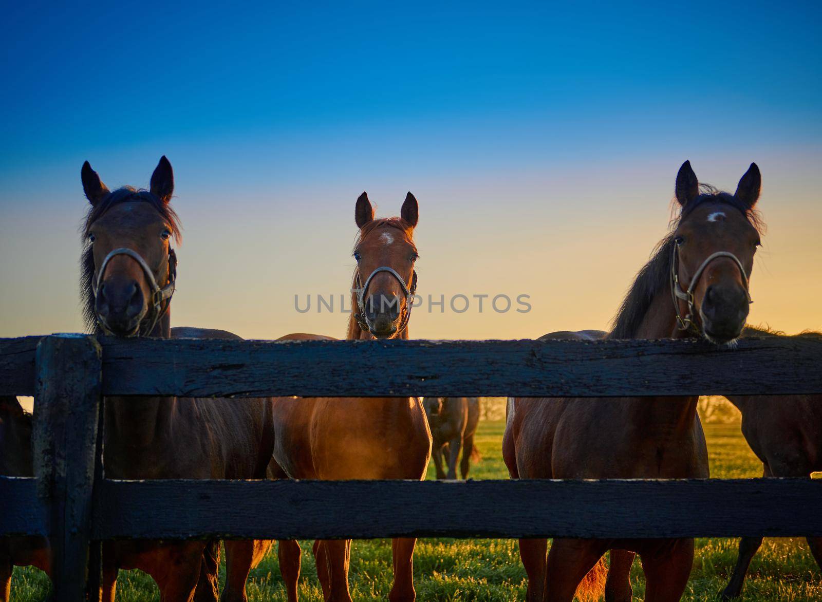 Group of horses staring at the camera  along wooden fence. by patrickstock