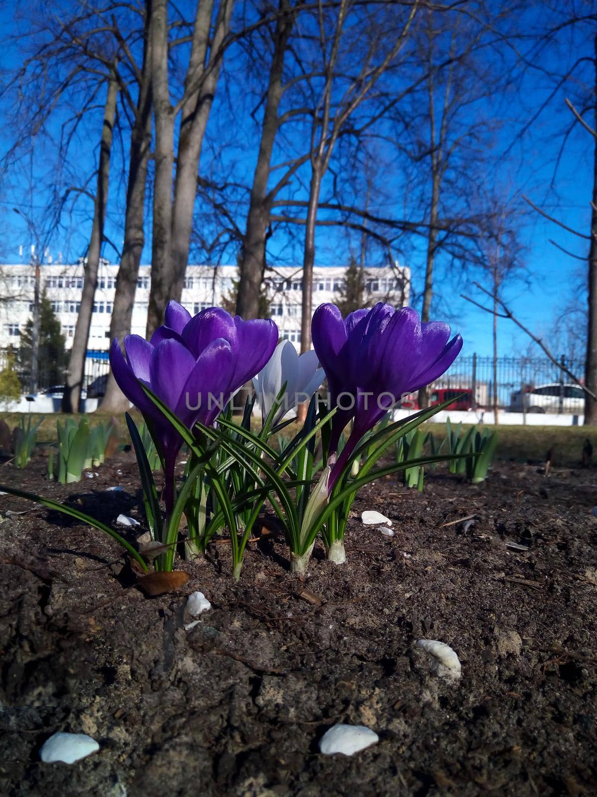 Lilac crocuses blooming in the park against the background of houses by lapushka62