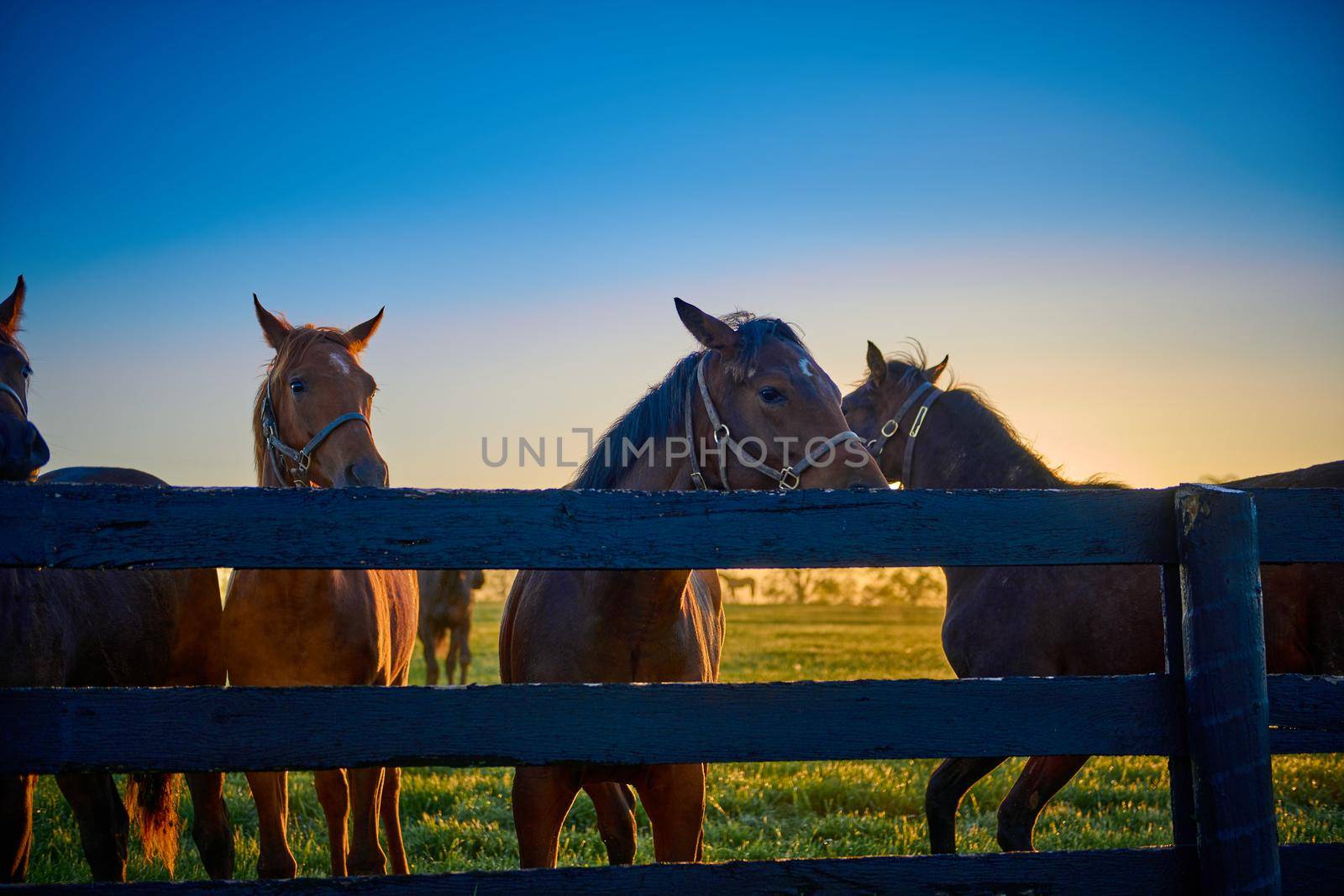Group of horses standing along wooden fence.