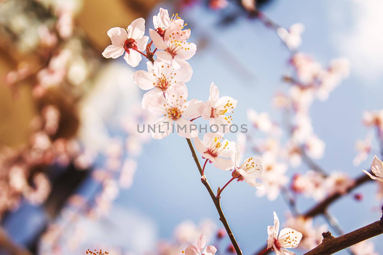 Blooming tree in spring. Fresh pink flowers on branch of fruit tree. Selective focus.nature