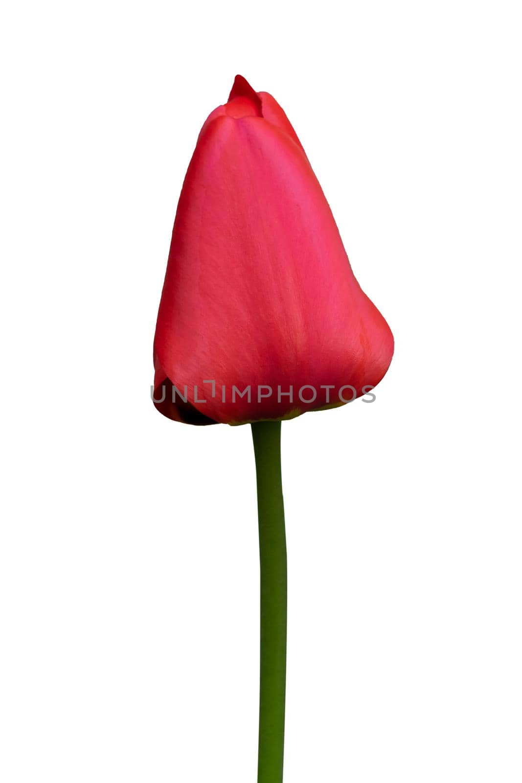 red tulip on a white background close up by Serhii_Voroshchuk