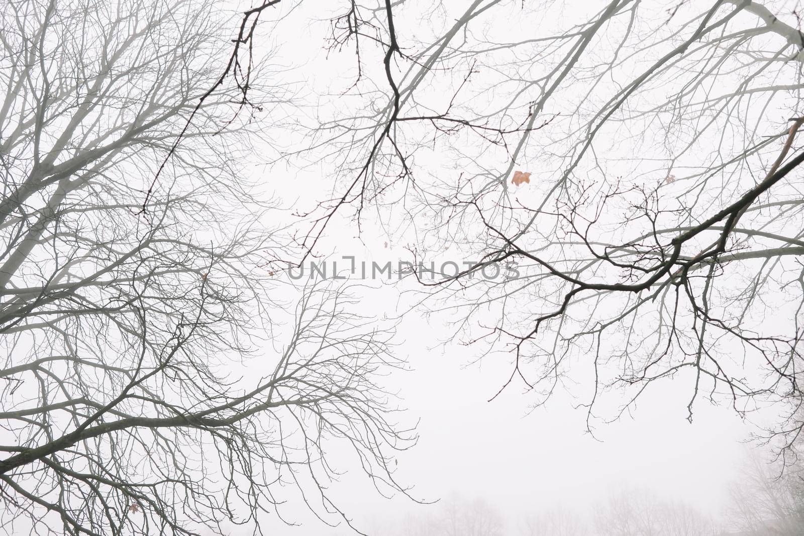 Tree crown without leaves, bare branches, winter. High quality photo. Branch of autumn tree against the sky. Beautiful autumn frame