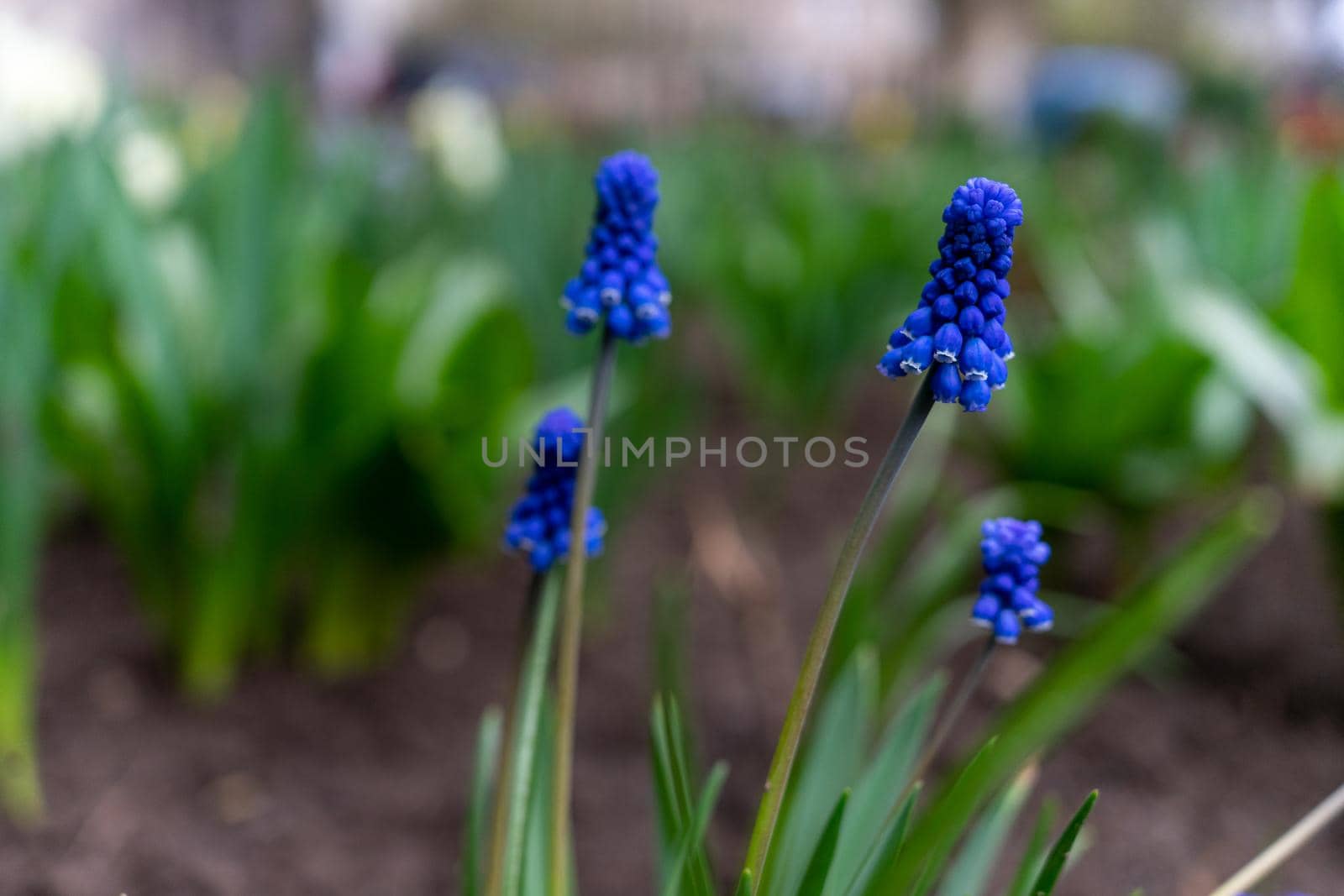 Grape hyacinth photographed close up on a flowerbed by Serhii_Voroshchuk