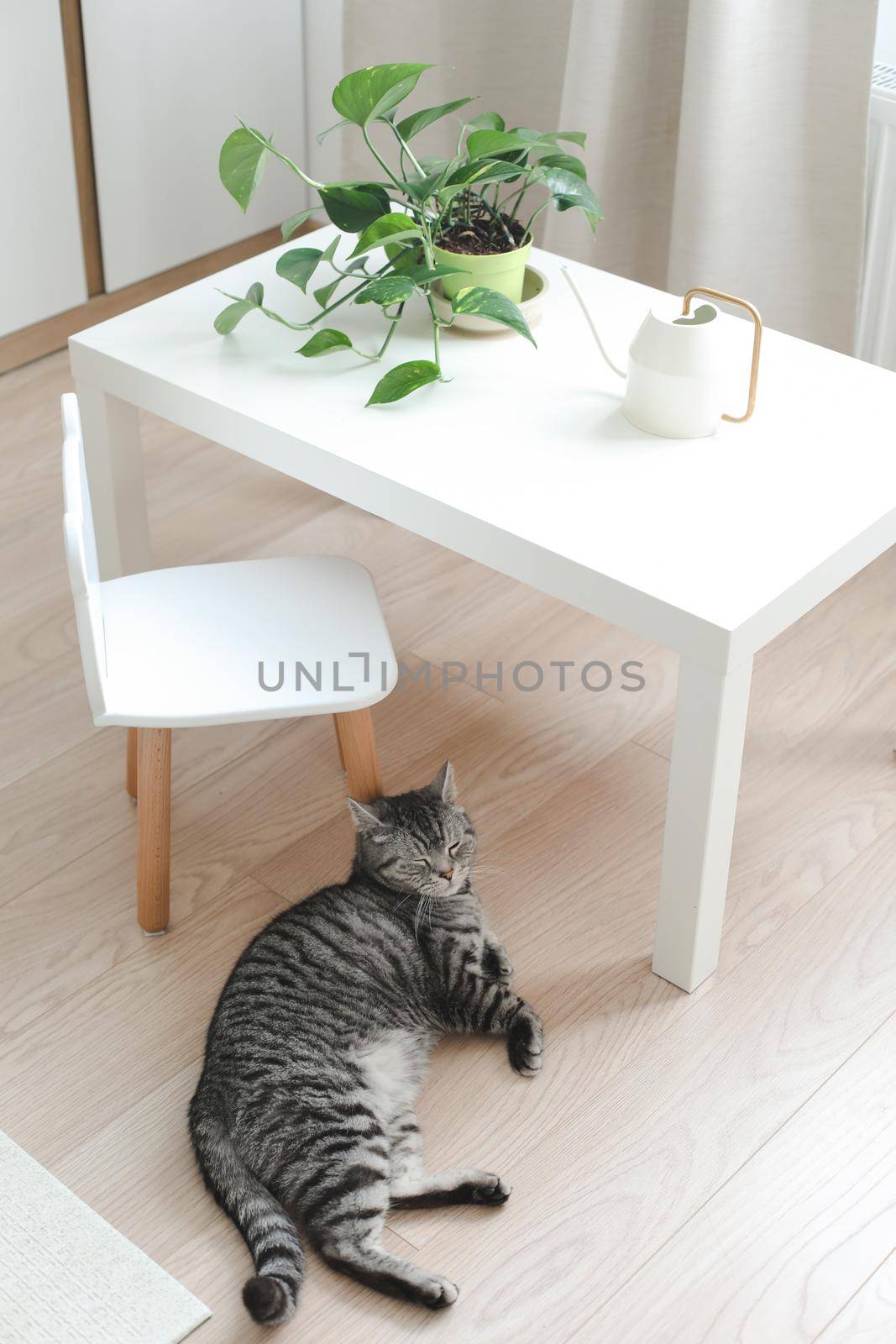 funny cat and a decorative green indoor plant in the interior of a cozy bright living room at home