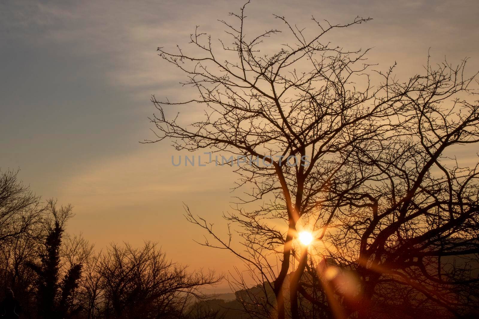 Sunset picture showing a tree silhouette and the sun behind it
