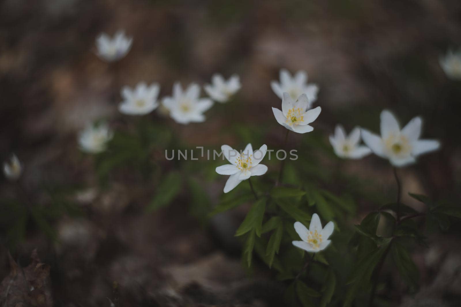Beautiful spring background with white anemones flowers in spring woods. Springtime, selective focus