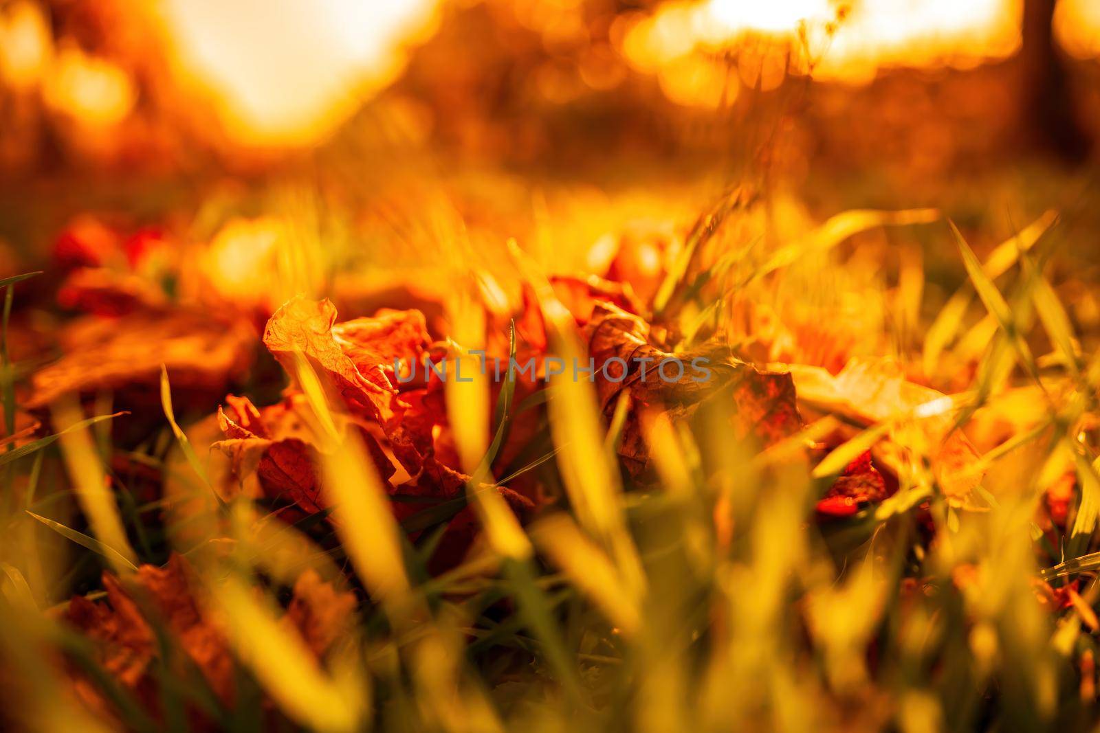 Close up of the green grass lawn and autumn foliage with sun beam, soft focus, copy space. by panophotograph