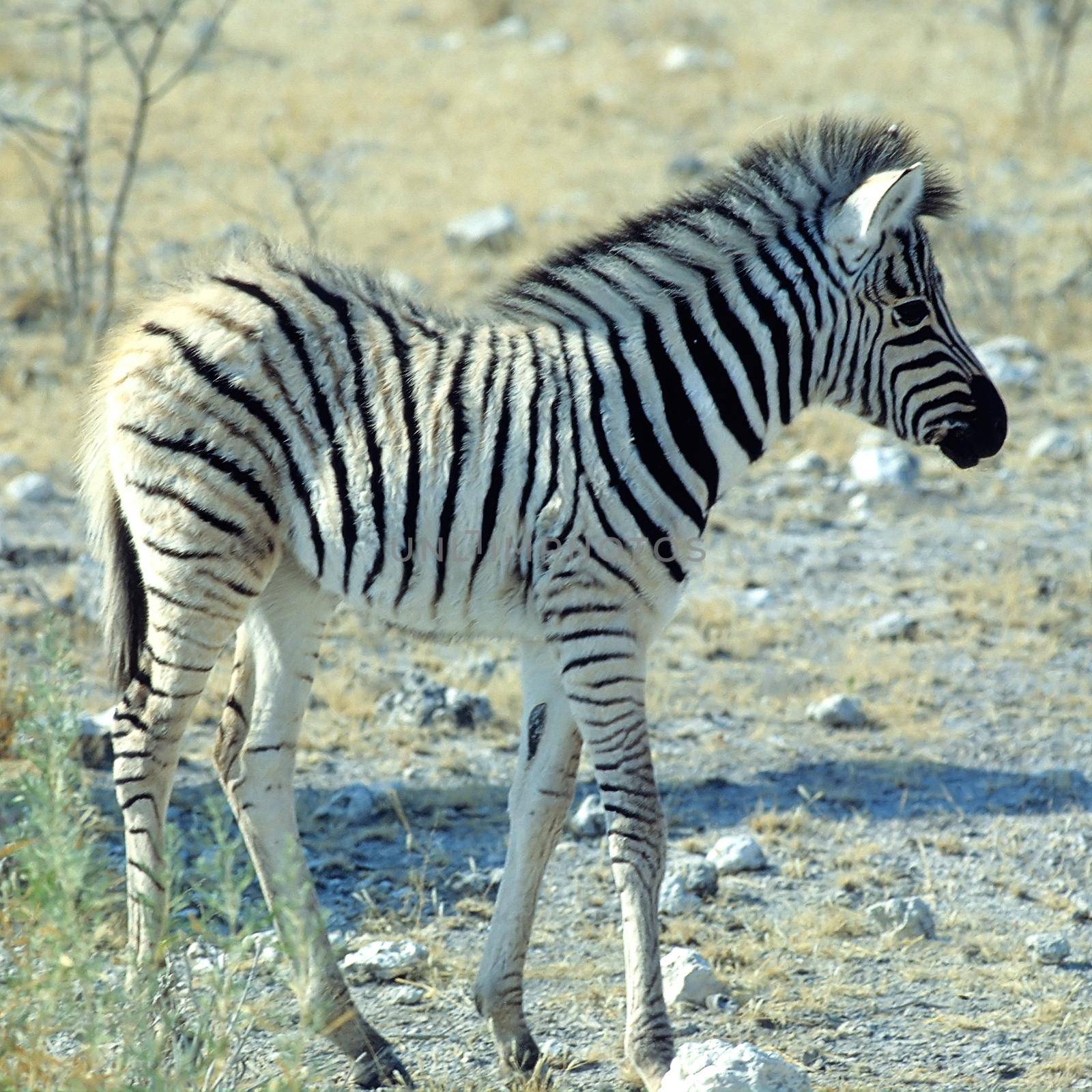 a baby zebra taken in the etosha national park