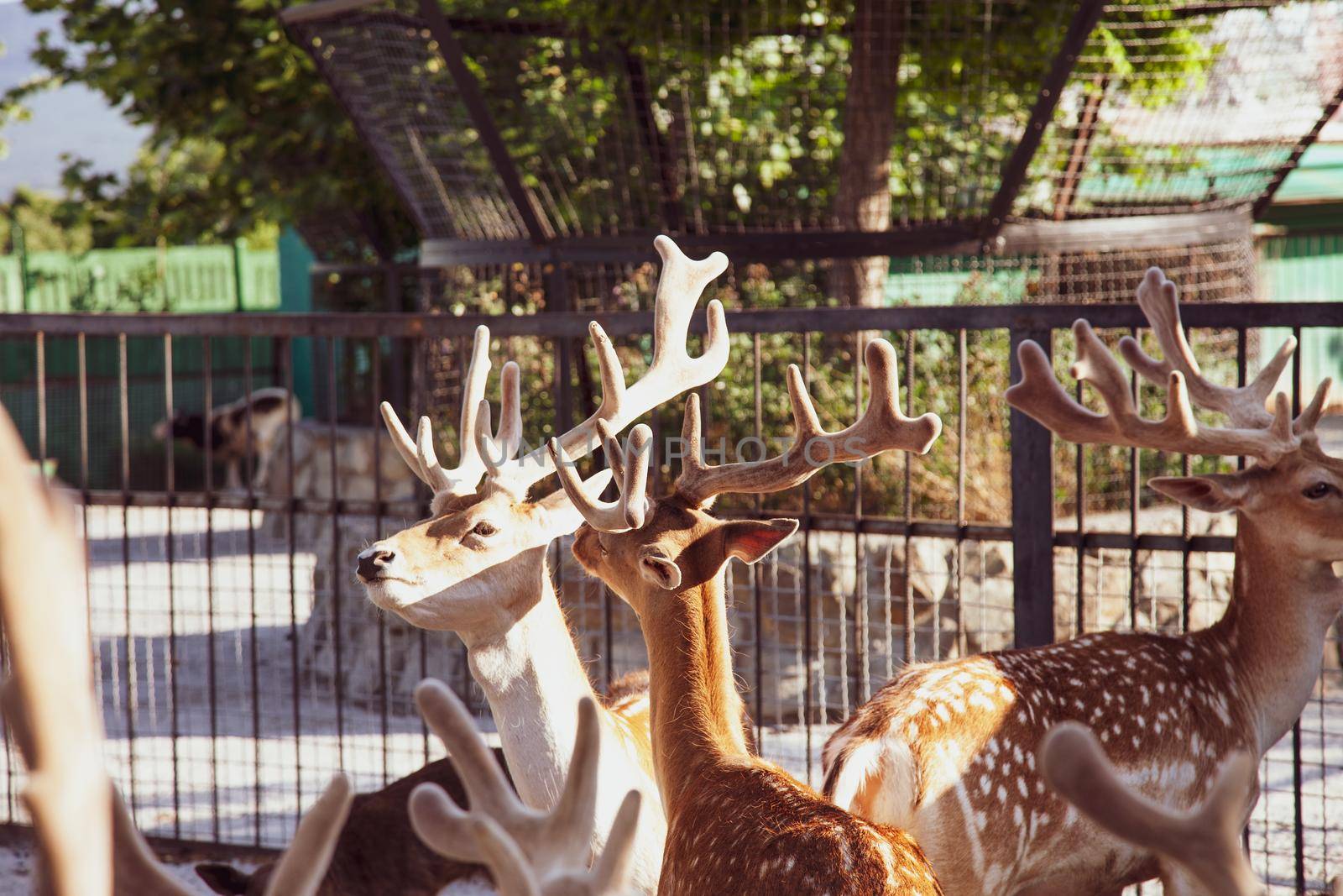 Young deers heads with horns in the zoo by kisika