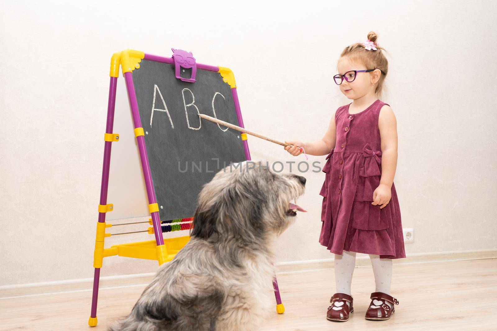 the girl shows the letter B with a pointer, written in chalk on the blackboard, to her beloved dog. She is learning the alphabet with her pet. the dog looks attentively at his mistress