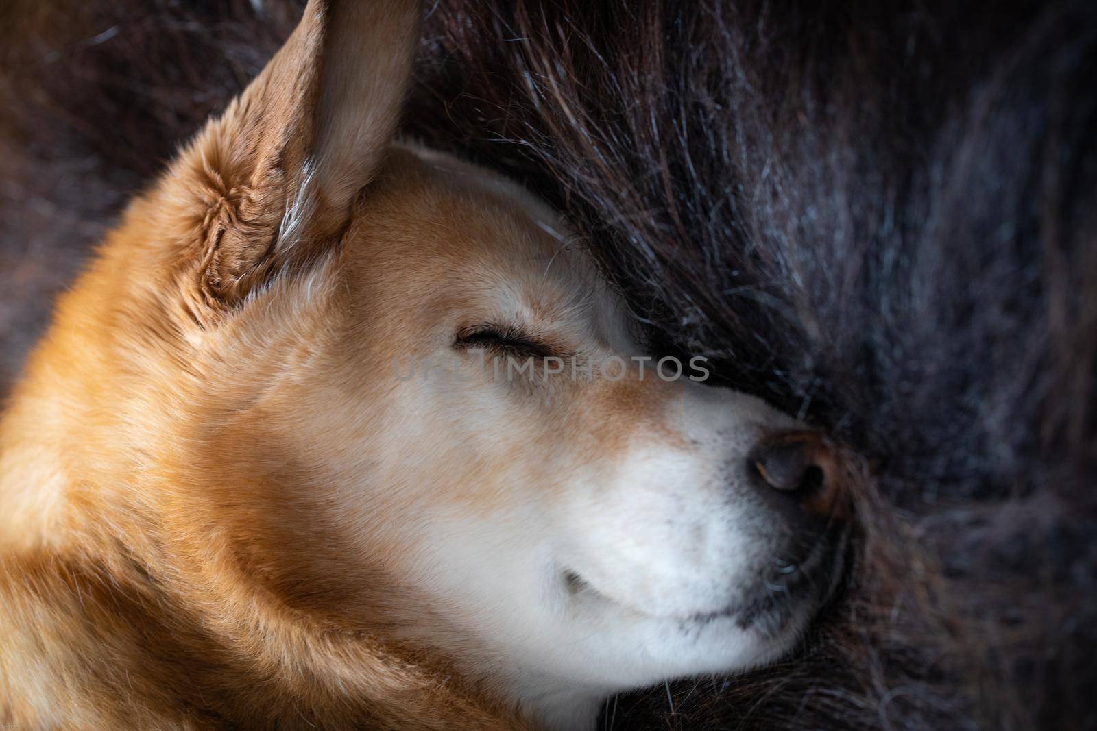 Close-up of a sleeping yellow Labrador Retriever dog lying on a long-haired rug of muskox by Granchinho
