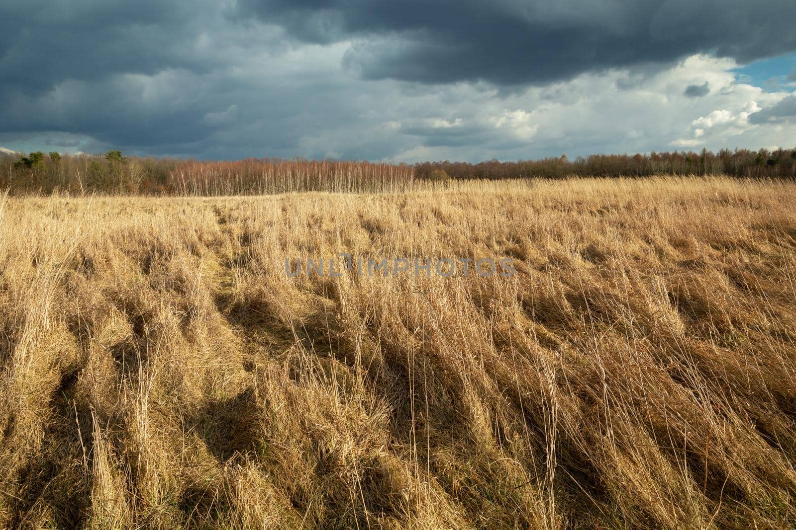 Dense dry grasses in a wild meadow and cloudy sky by darekb22